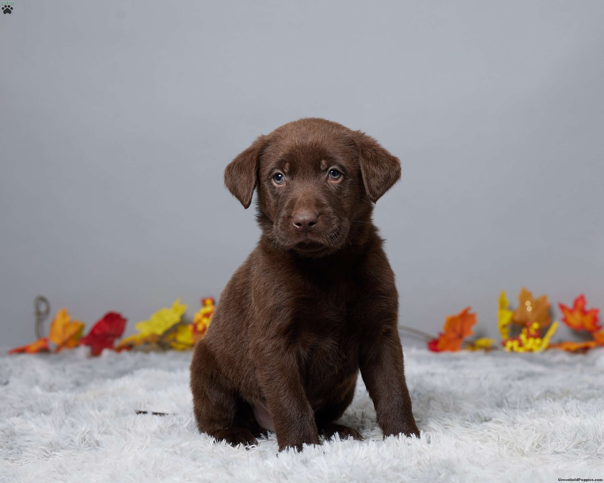 Stryker Chocolate Labrador Retriever Puppy For Sale in Ohio